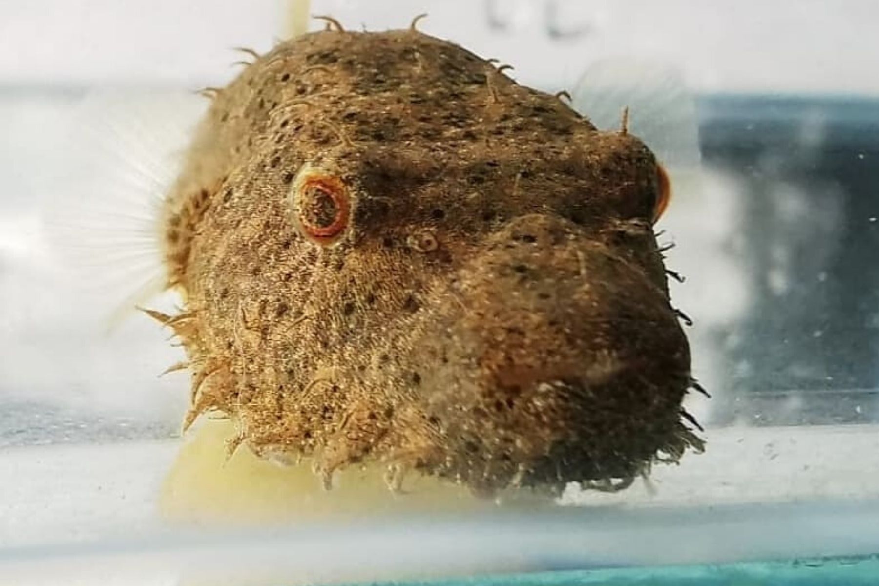 Discover Monster Fish Varieties