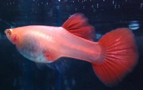 Albino full red top guppy care