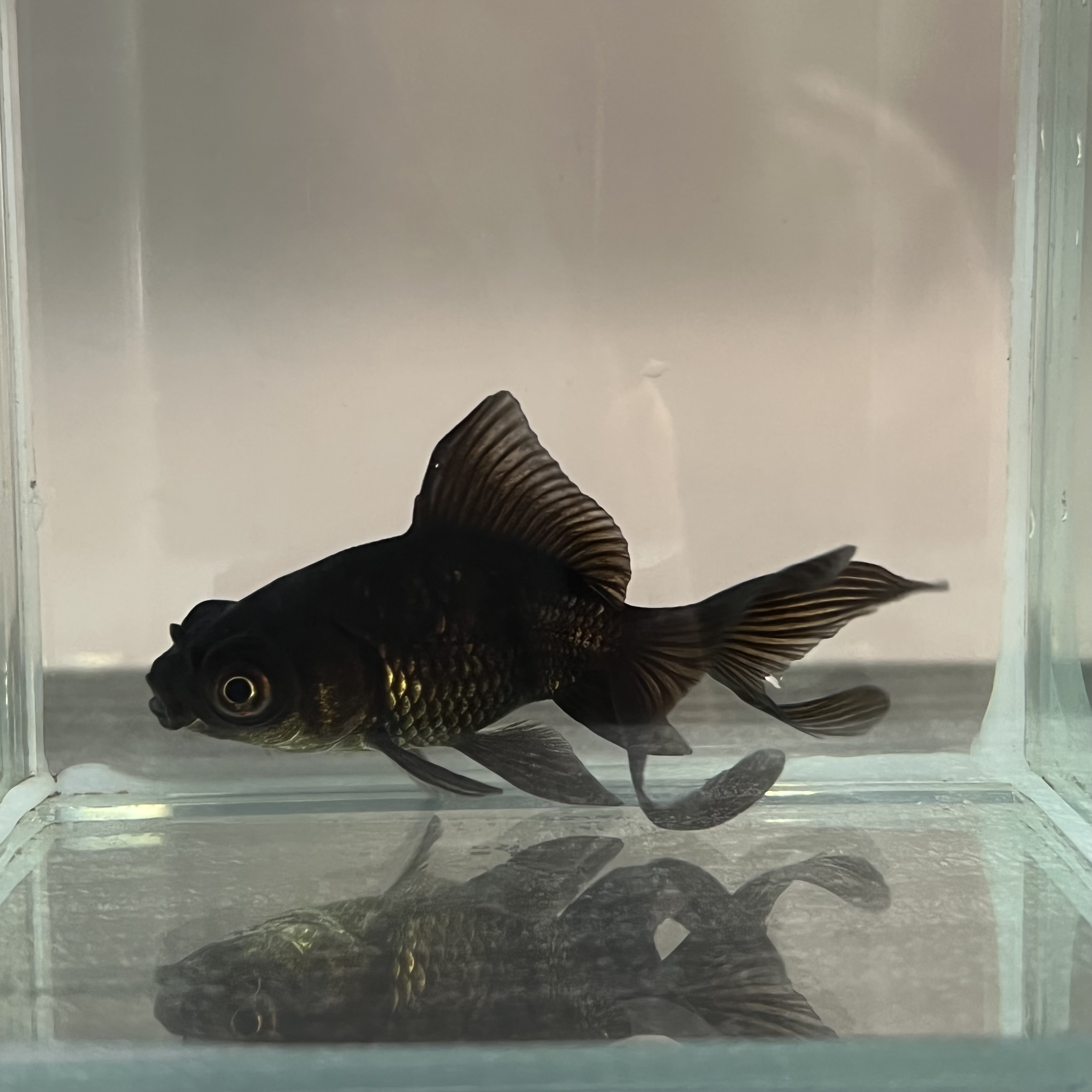 Goldfish Tank Small Black Goldfish Shop Small Black Moor Goldfish