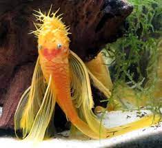 Buy L144A BLUE EYE LEMON BRISTLENOSE PLECO (ANCISTRUS SP