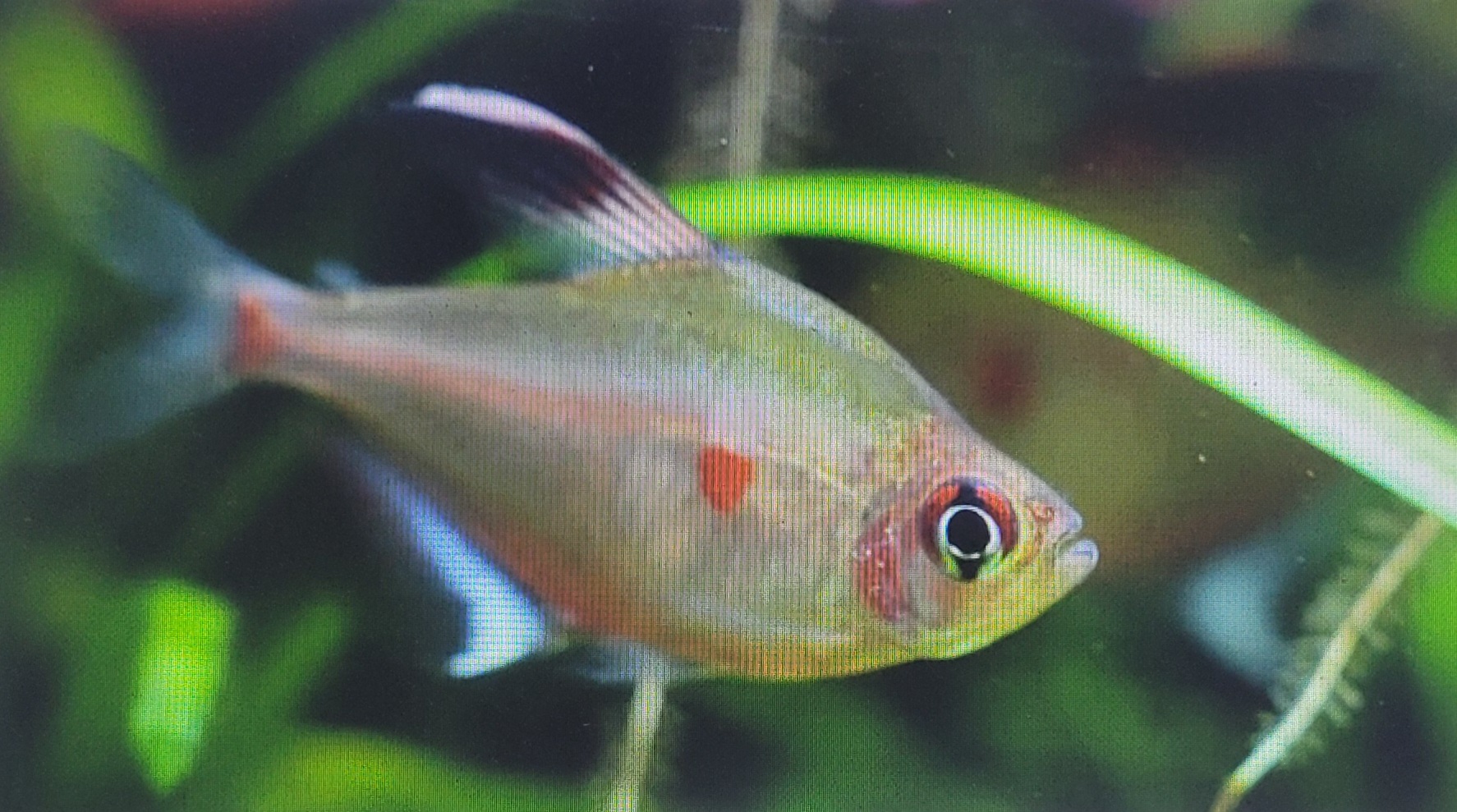 Bleeding heart tetra clearance care