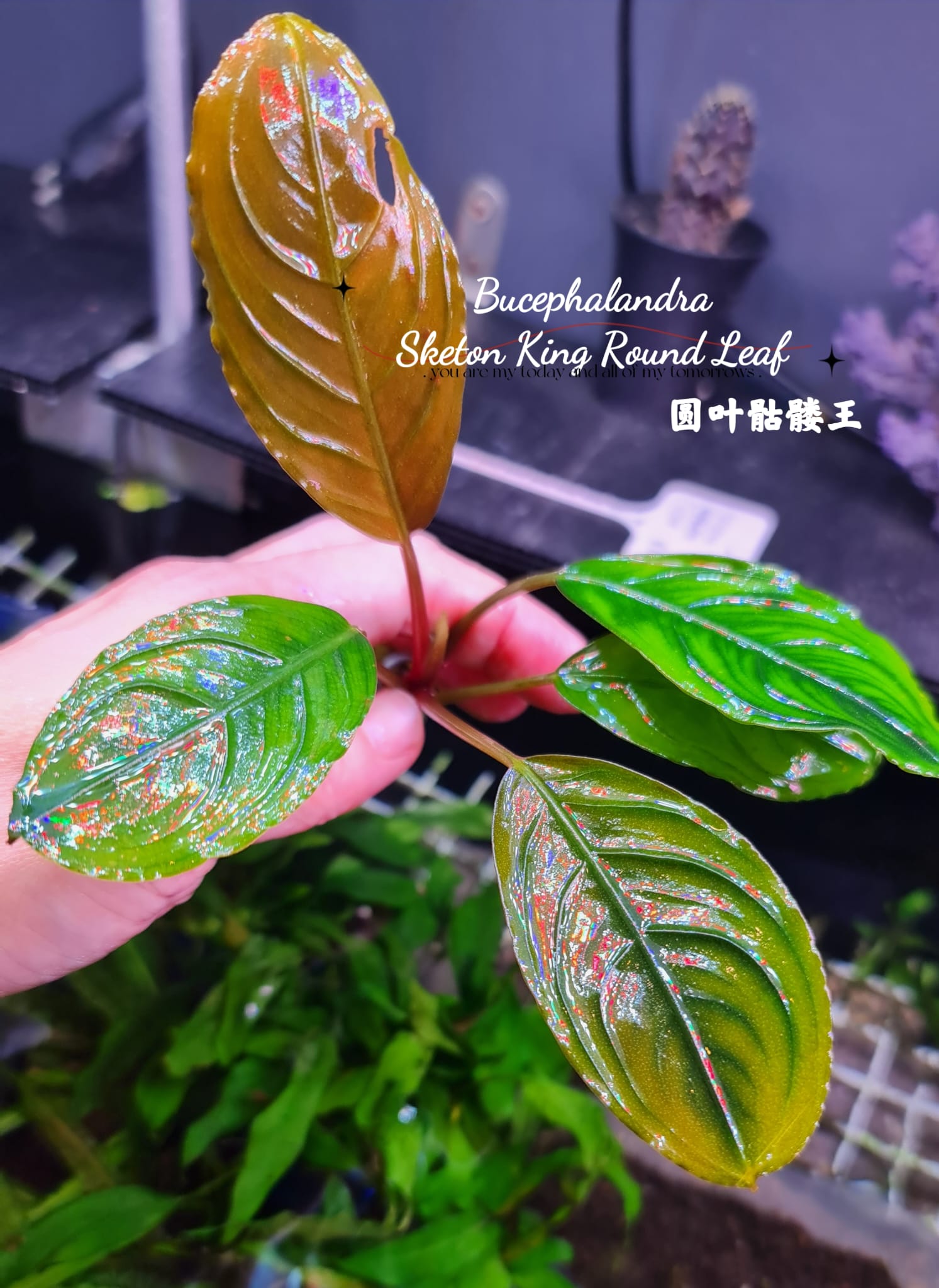 BUCEPHALANDRA for けい@ Bucephalandra Kapit✨ If you want to see more pictures of