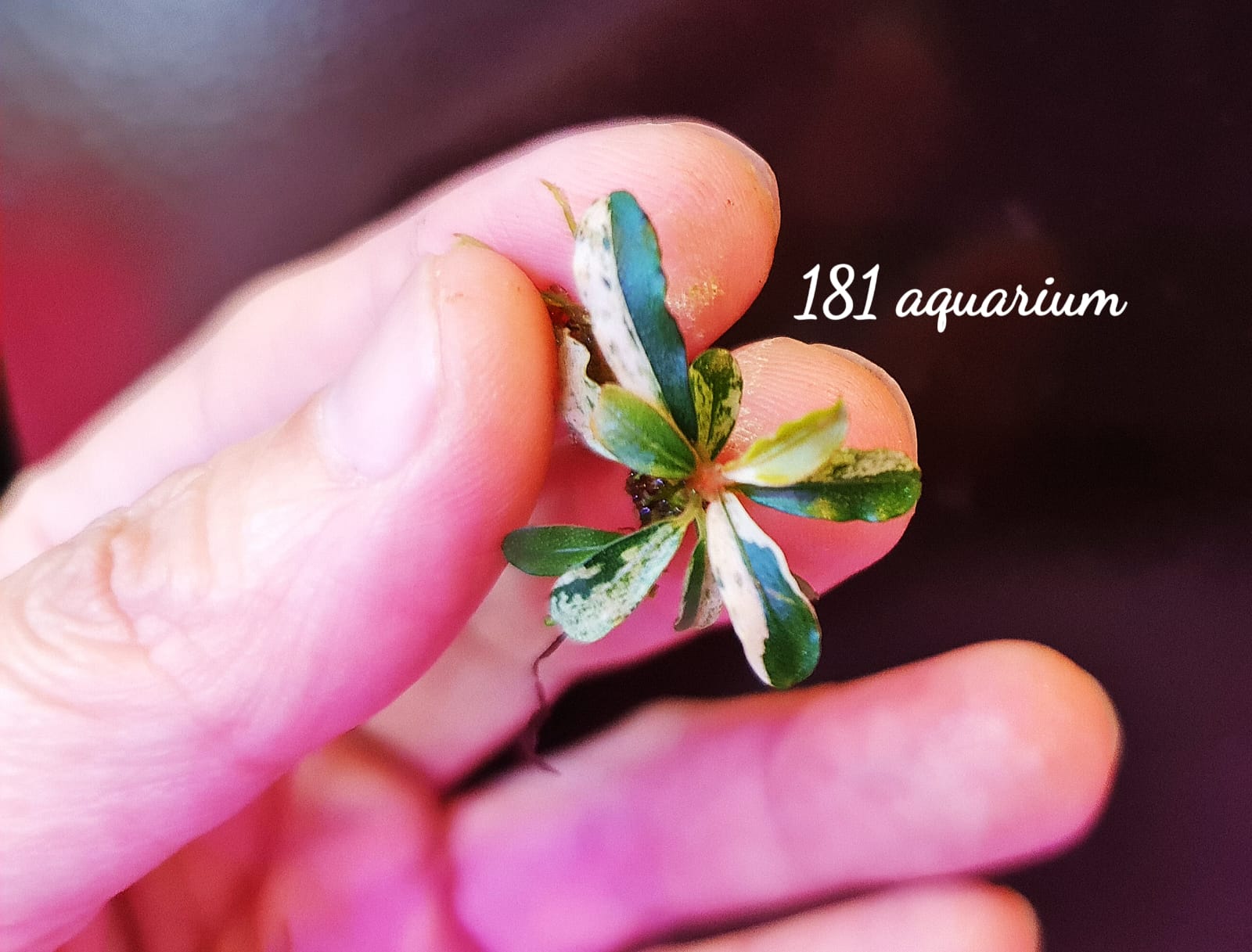 Buy Bucephalandra Varigata Pink (per rhyzome) | The 181