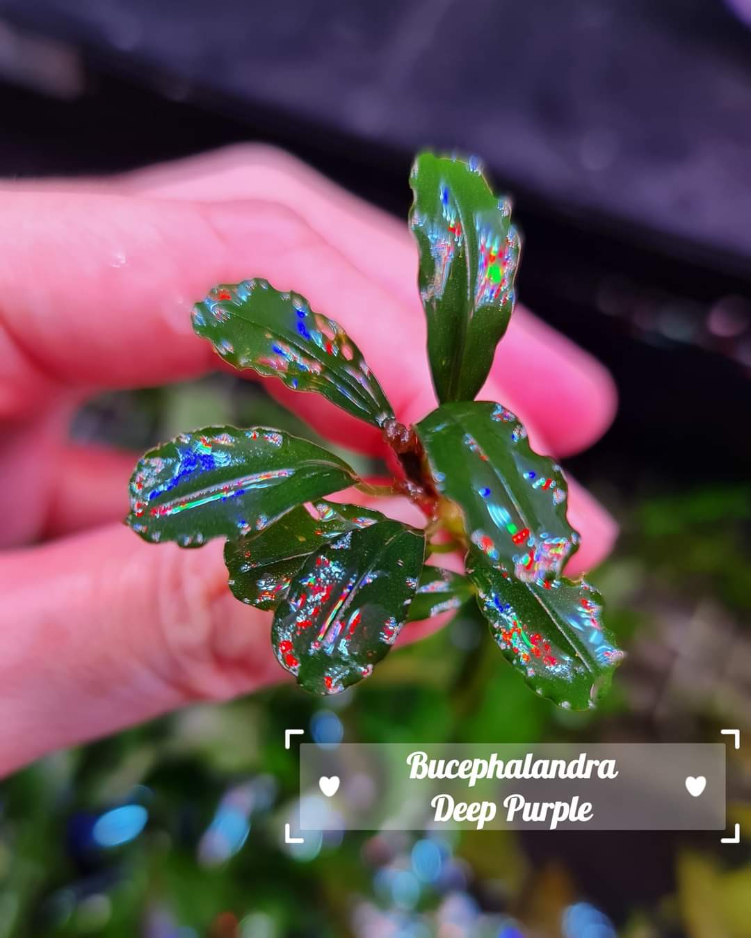 Buy Bucephalandra Deep Purple | The 181 Aquarium from Largest