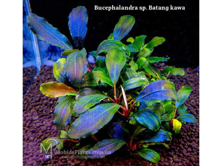 Buy Tculture Bucephalandra Batang Kawa | East Ocean Aquatic Buy Tculture Bucephalandra Batang Kawa | East Ocean Aquatic