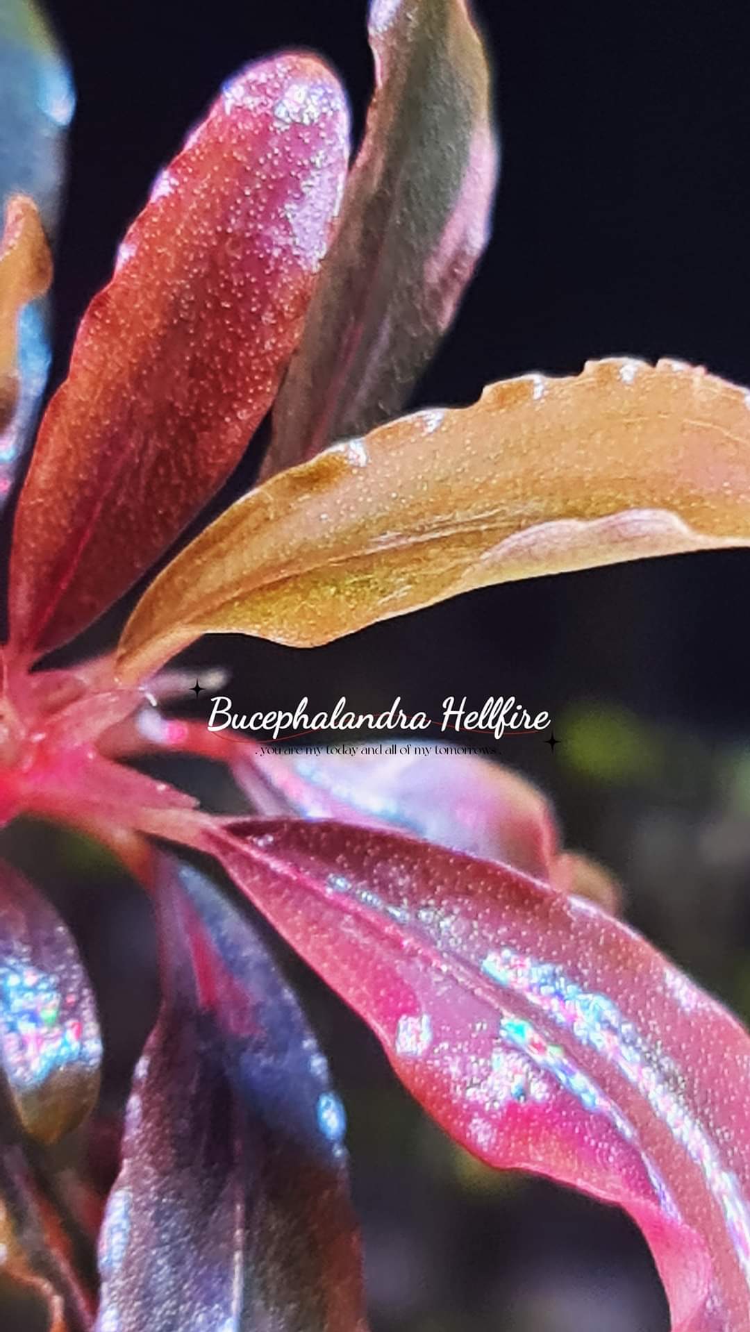 Buy Bucephalandra Hellfire (submersed) | The 181 Aquarium from