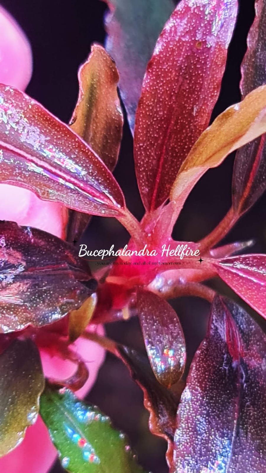 Buy Bucephalandra Hellfire (submersed) | The 181 Aquarium from