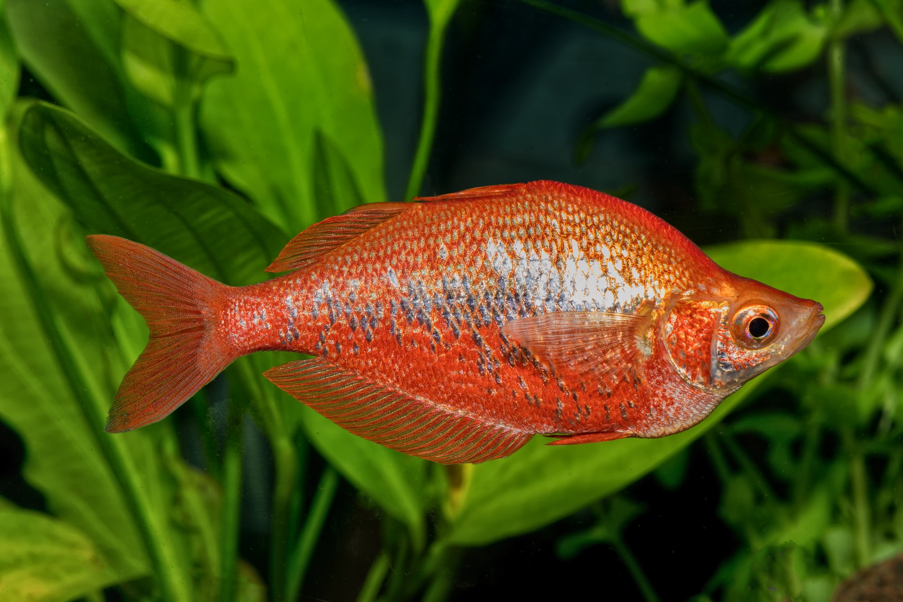 Red <em>Rainbowfish</em>