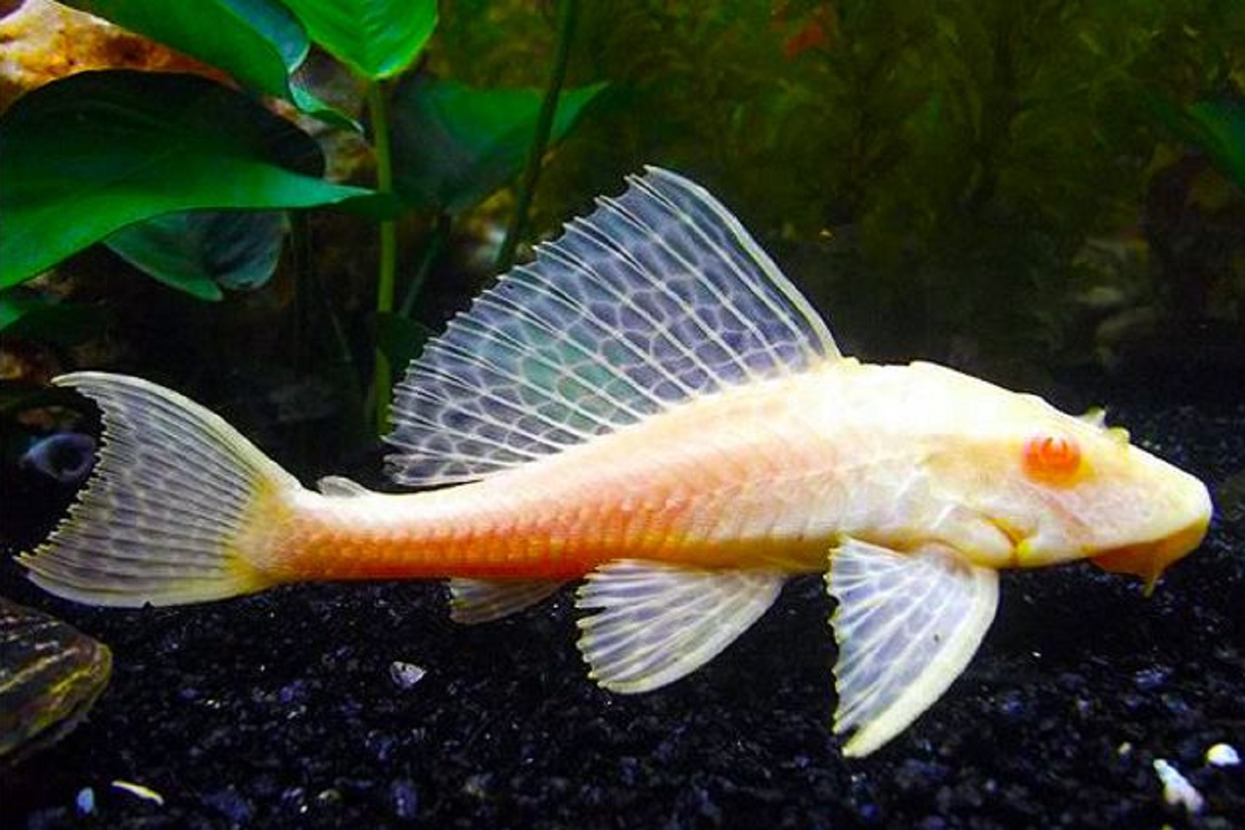 Albino Sucker Fish