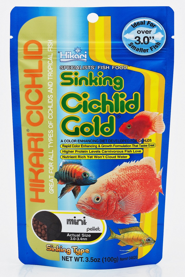 <em>Cichlid</em> Gold Sinking