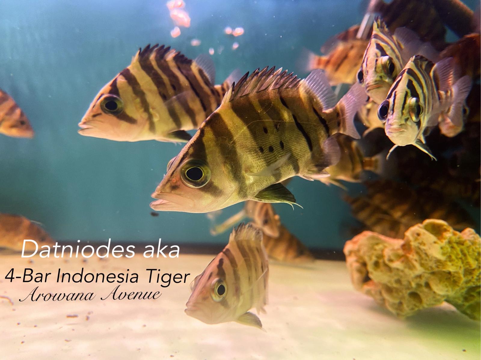 <em>Tiger Fish</em> (Datniodes)