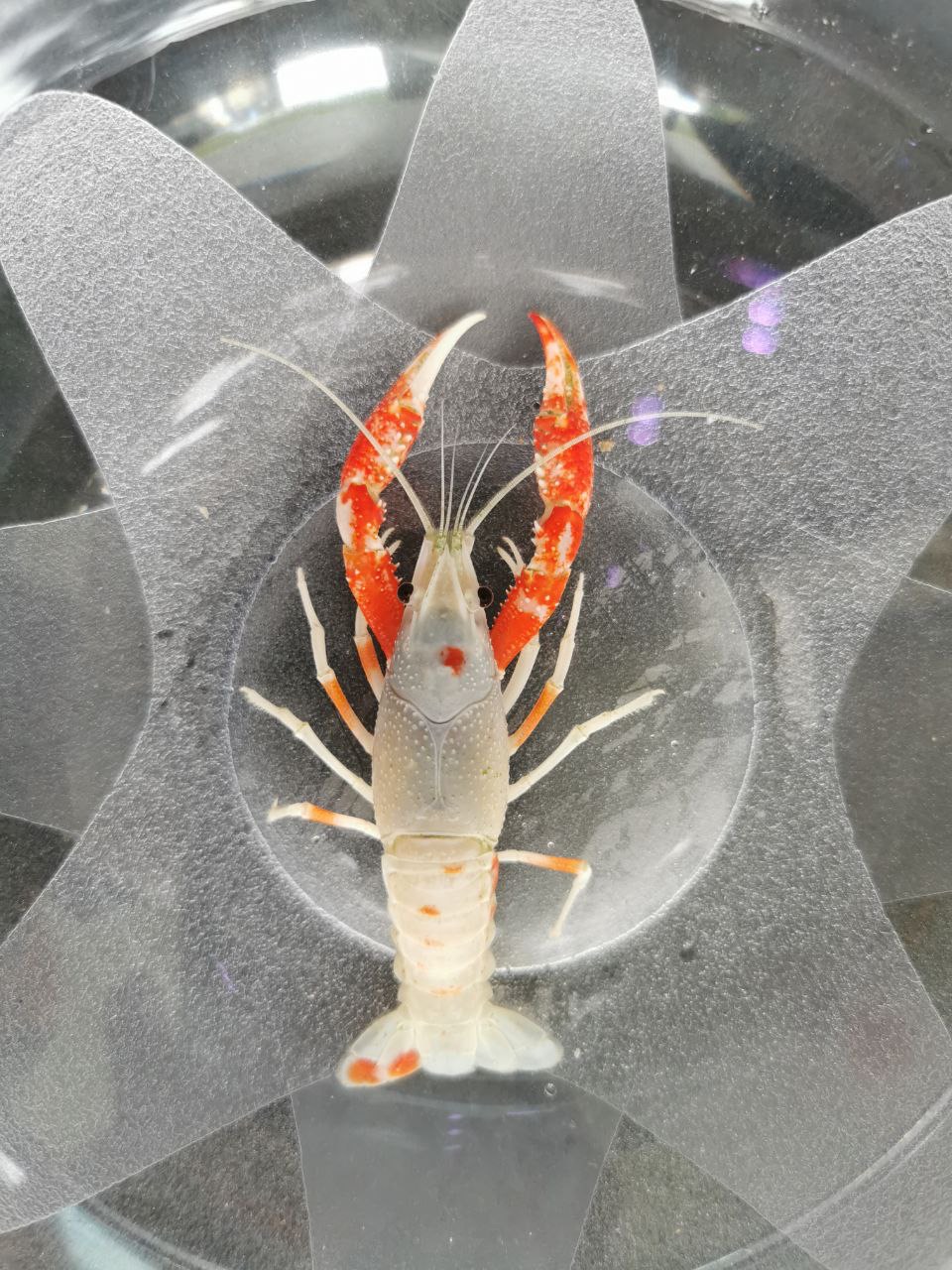 Crayfish - Tancho Sakura Claw (B29)