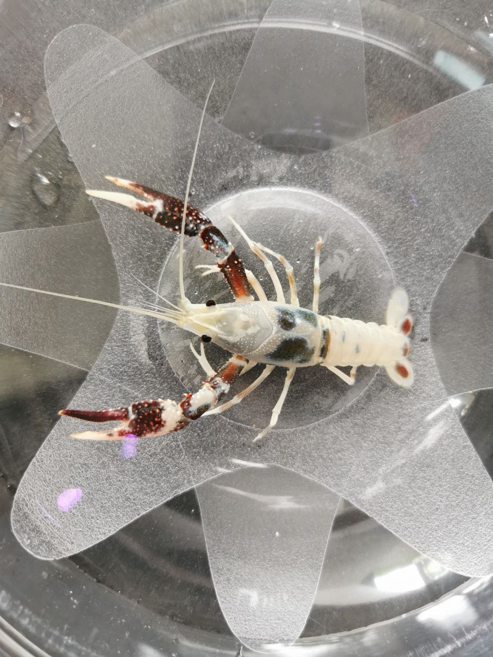 Crayfish - Cow Sakura Claw (A9)