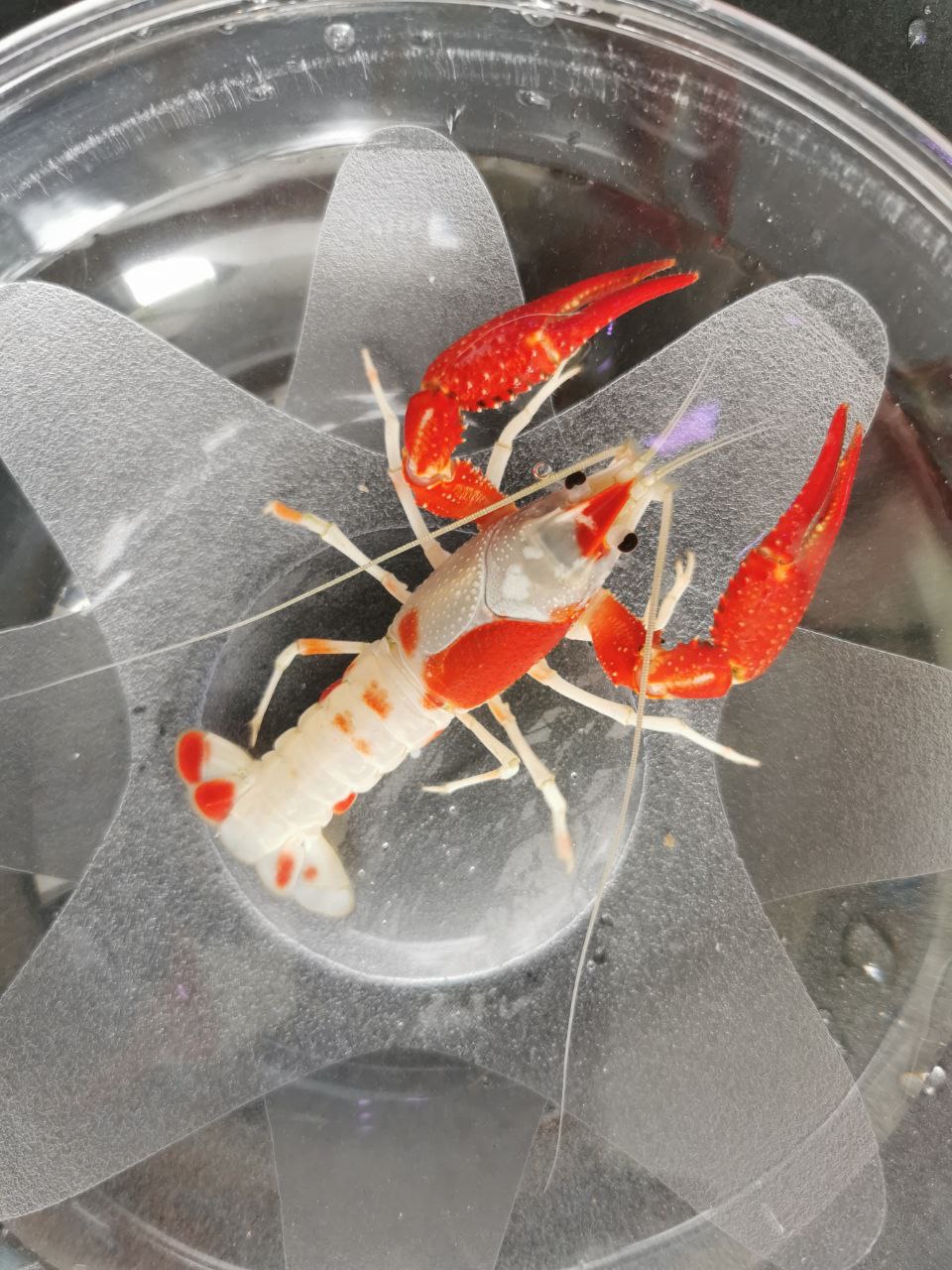 Crayfish - Koi Patterned Championship Grade (H104)