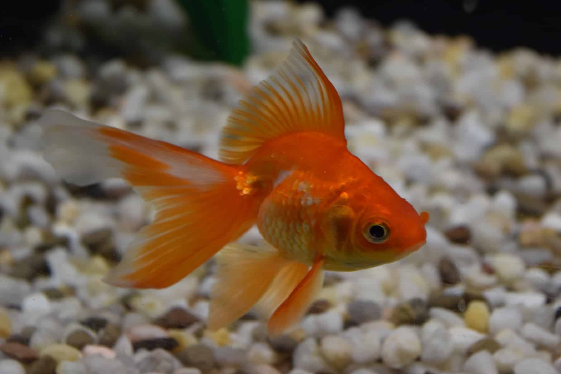 Ryukin <em>Goldfish</em>