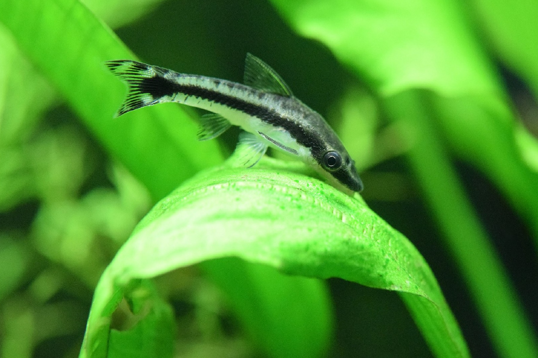 Otocinclus Catfish (Algae Eating Catfish)