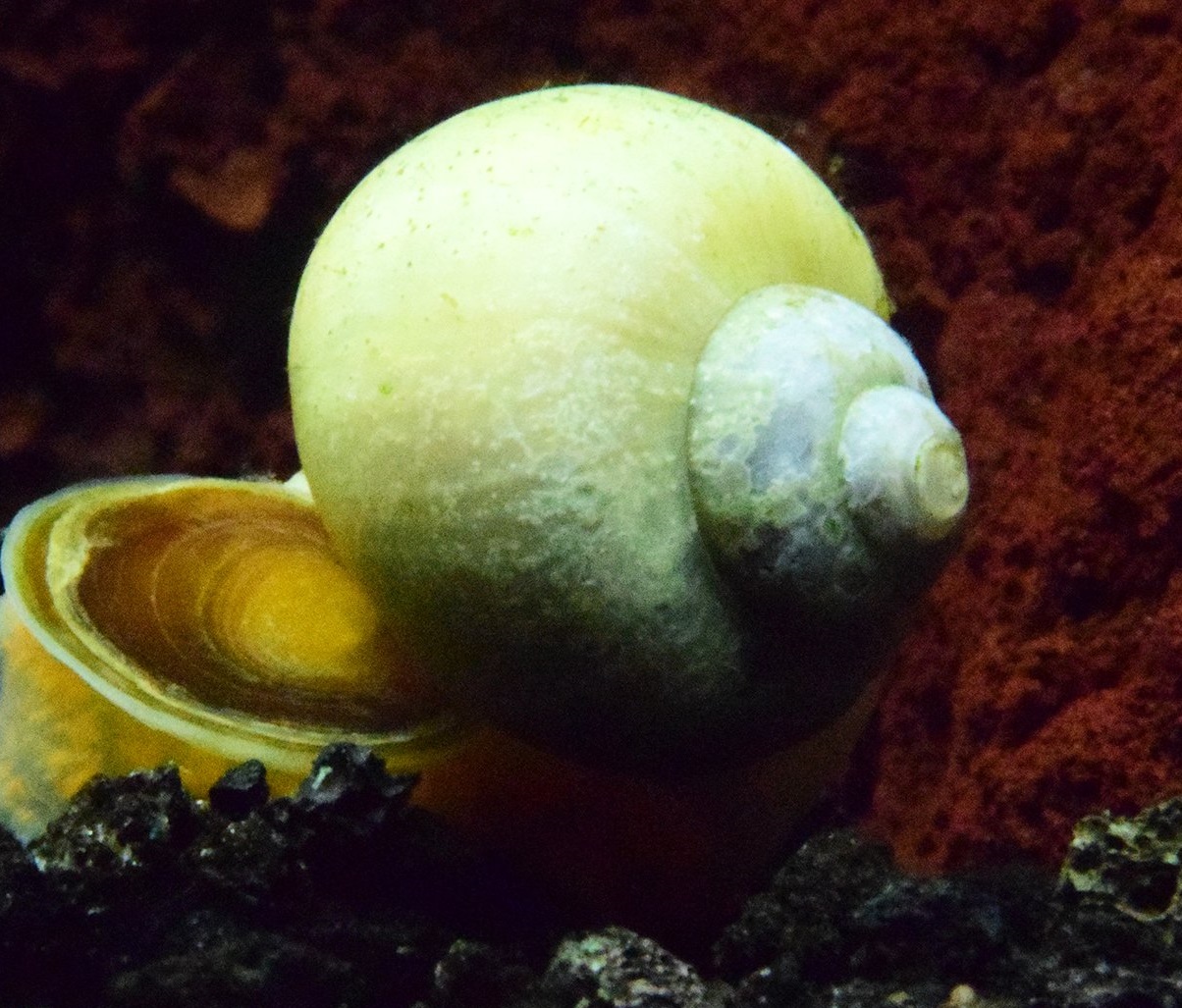 Ivory <em>Snail</em>