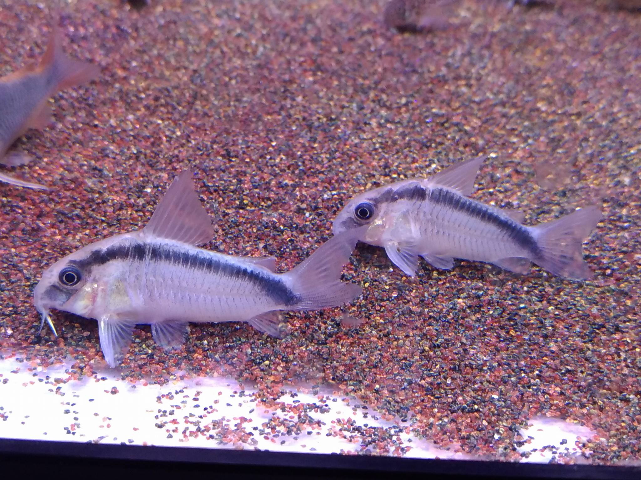 Wildboar Fishroom Bukit Timah Corydoras arcuatus