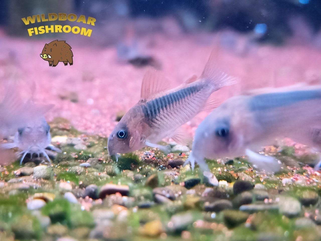 Wildboar Fishroom Bukit Timah Corydoras zygatus