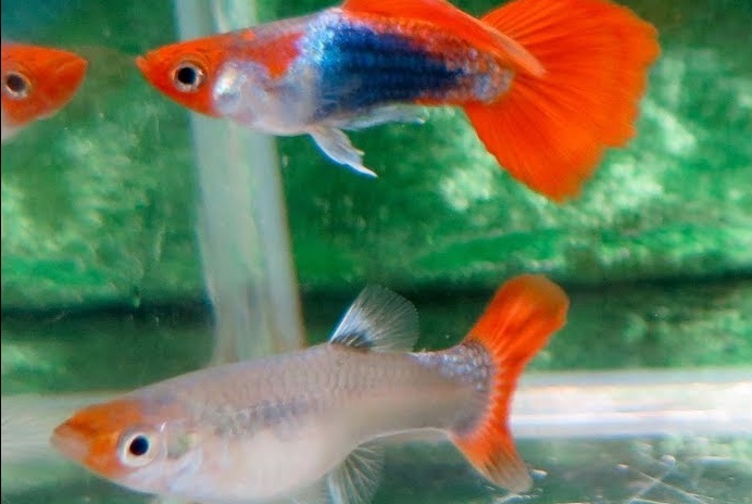 Fish Bazaar Pasir Ris - Red Koi Tuxedo Guppy (1 Pair)