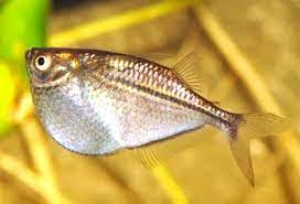 Silver <em>Hatchetfish</em>