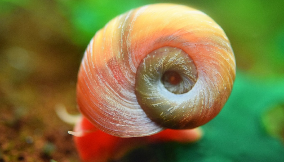 <em>Ram</em>shorn Snail