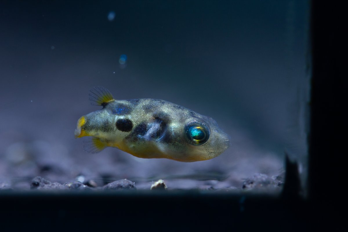 Pea Puffers - BB Puffers - Mini Puffer Fish Mouse Pad for Sale by  sheehanstudios