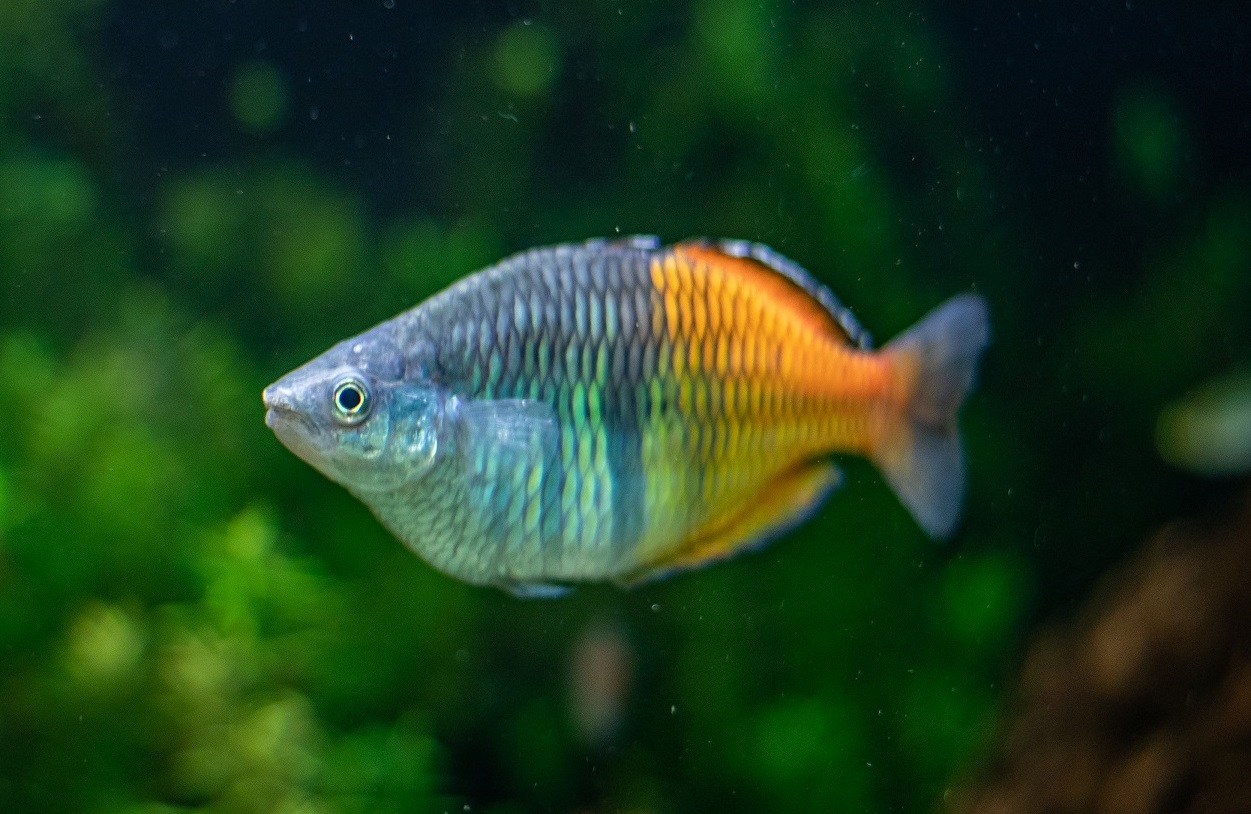 Boesemani <em>Rainbowfish</em>