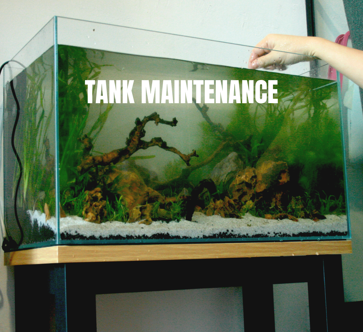 Aquarium Maintenance Service Singapore: Keep Your Fish Tank in Top