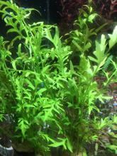 Buy Ceratopteris Thalictroides (Water Sprite), Fish & Aquatic Plants ...