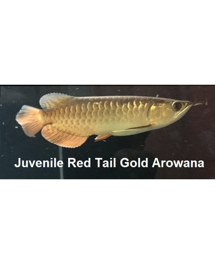 Juvenile Red Tail Gold <em>Arowana</em>