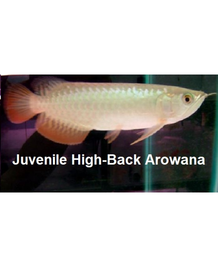 Juvenile High Back <em>Arowana</em>