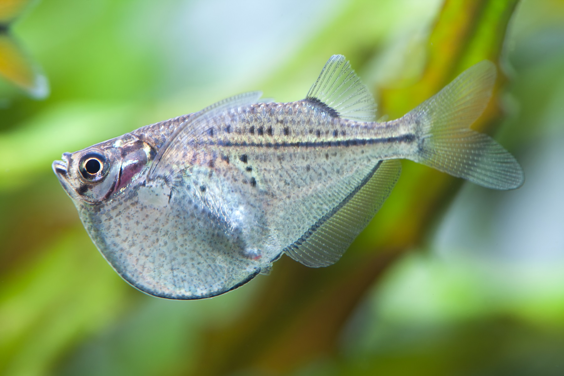 Common <em>Hatchetfish</em>