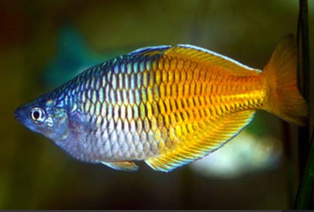 <em>Rainbowfish</em> Melanotaenia Boesemani