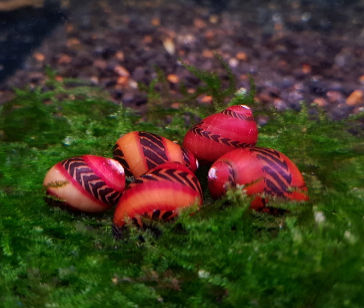 Red Nerite <em>snail</em> x 5pc