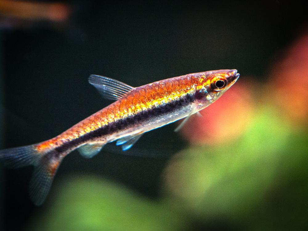 Red <em>Pencilfish</em>