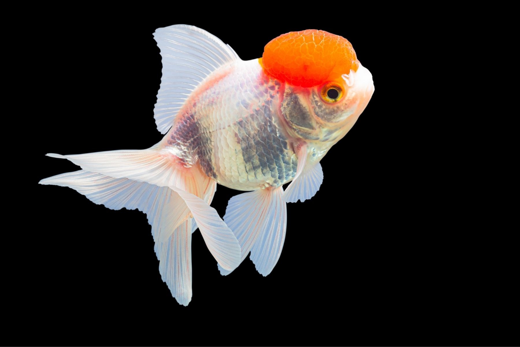 Red Cap Oranda <em>Goldfish</em>