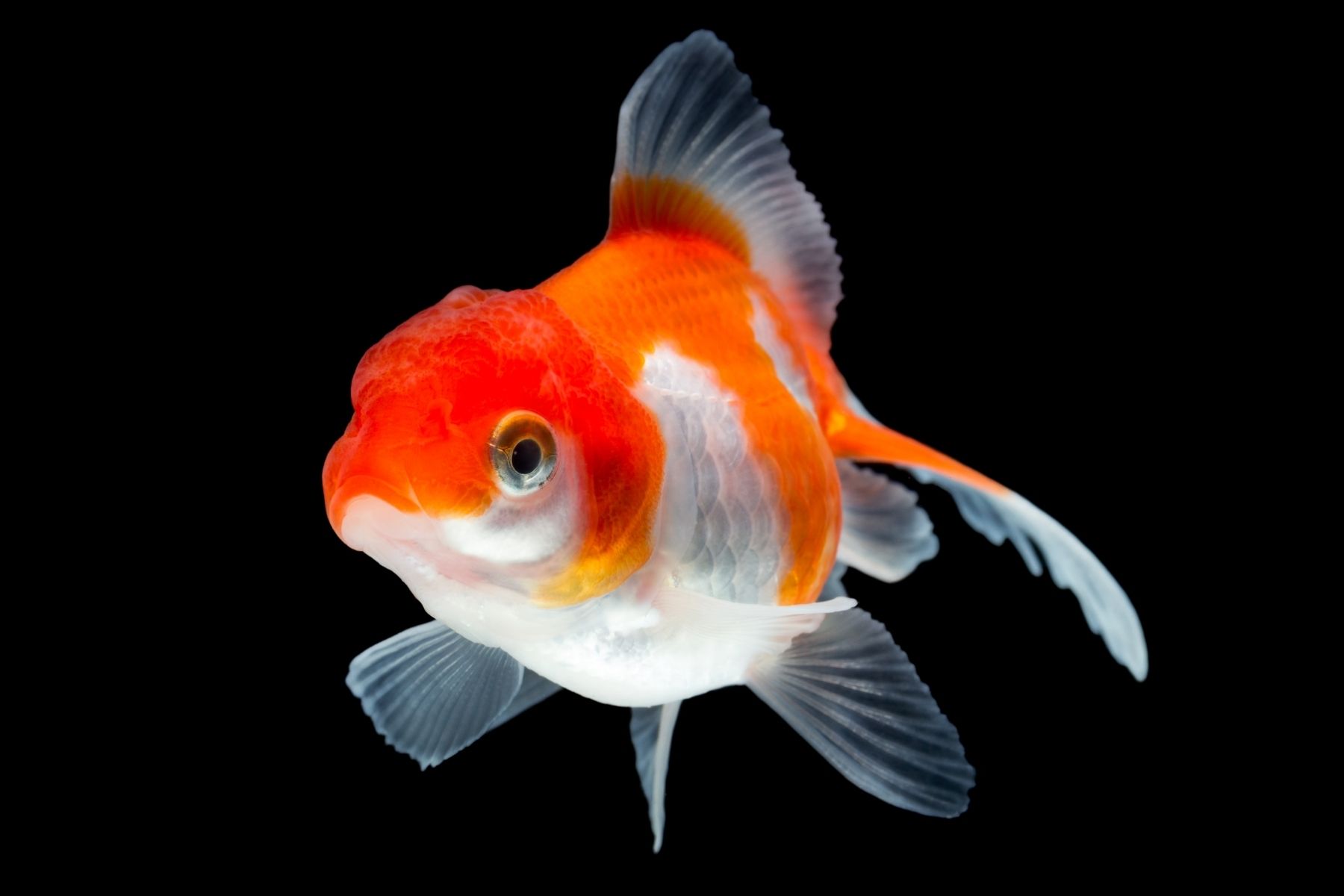 Red White Oranda <em>Goldfish</em>