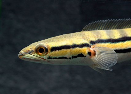 Yellow/Red Marulioides Emperor Snakehead