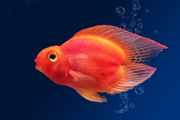 Red Parrot Fish