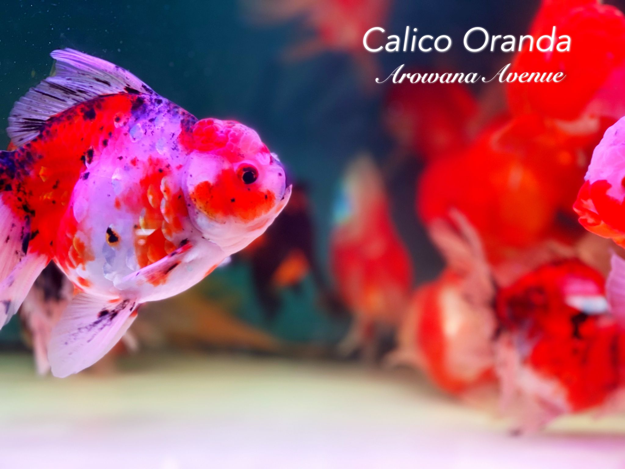 Calico Oranda Goldfish