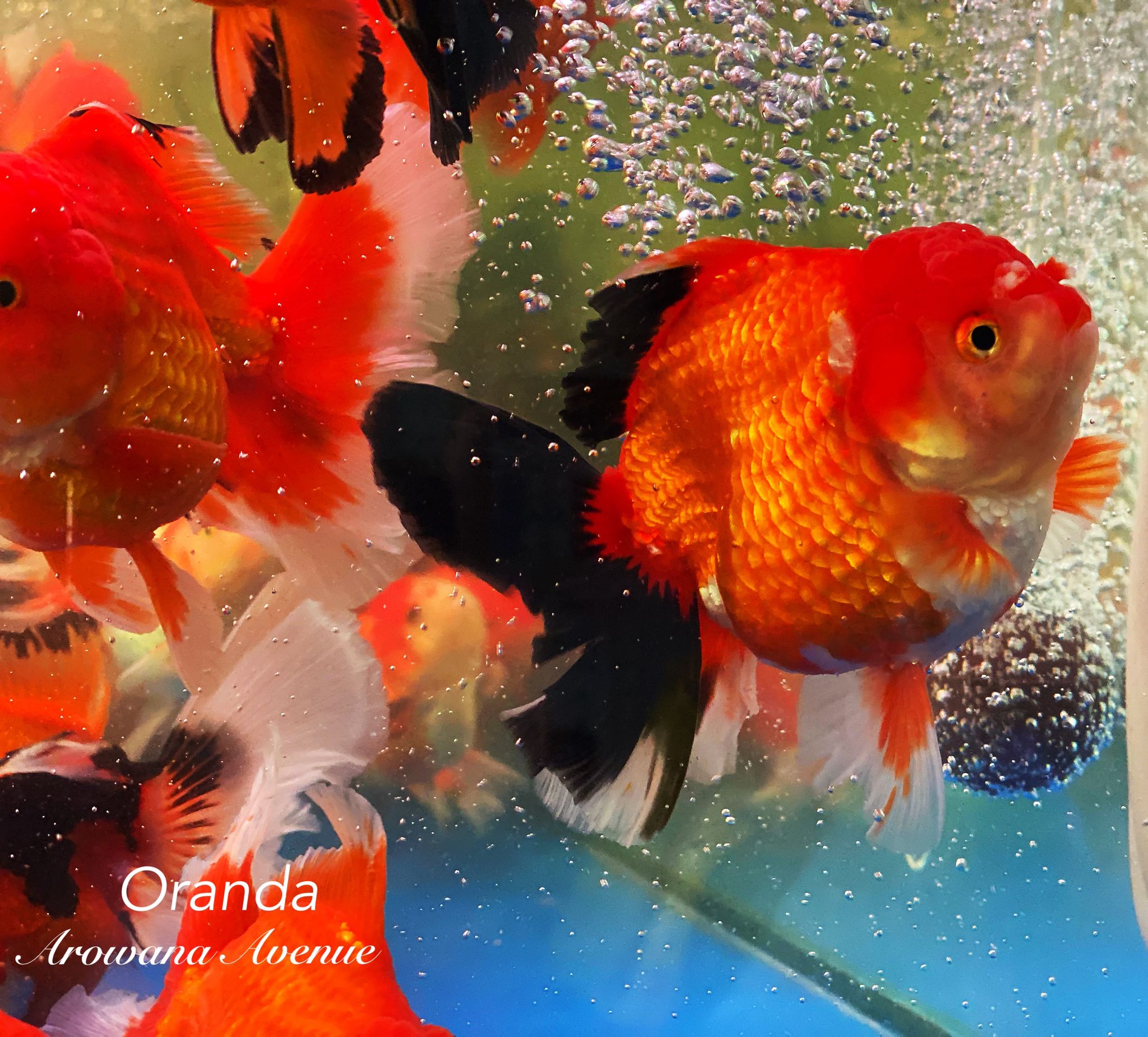 Oranda <em>Goldfish</em>