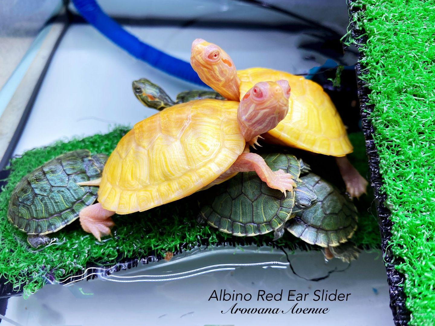 Albino Red Ear Slider <em>Turtle</em>