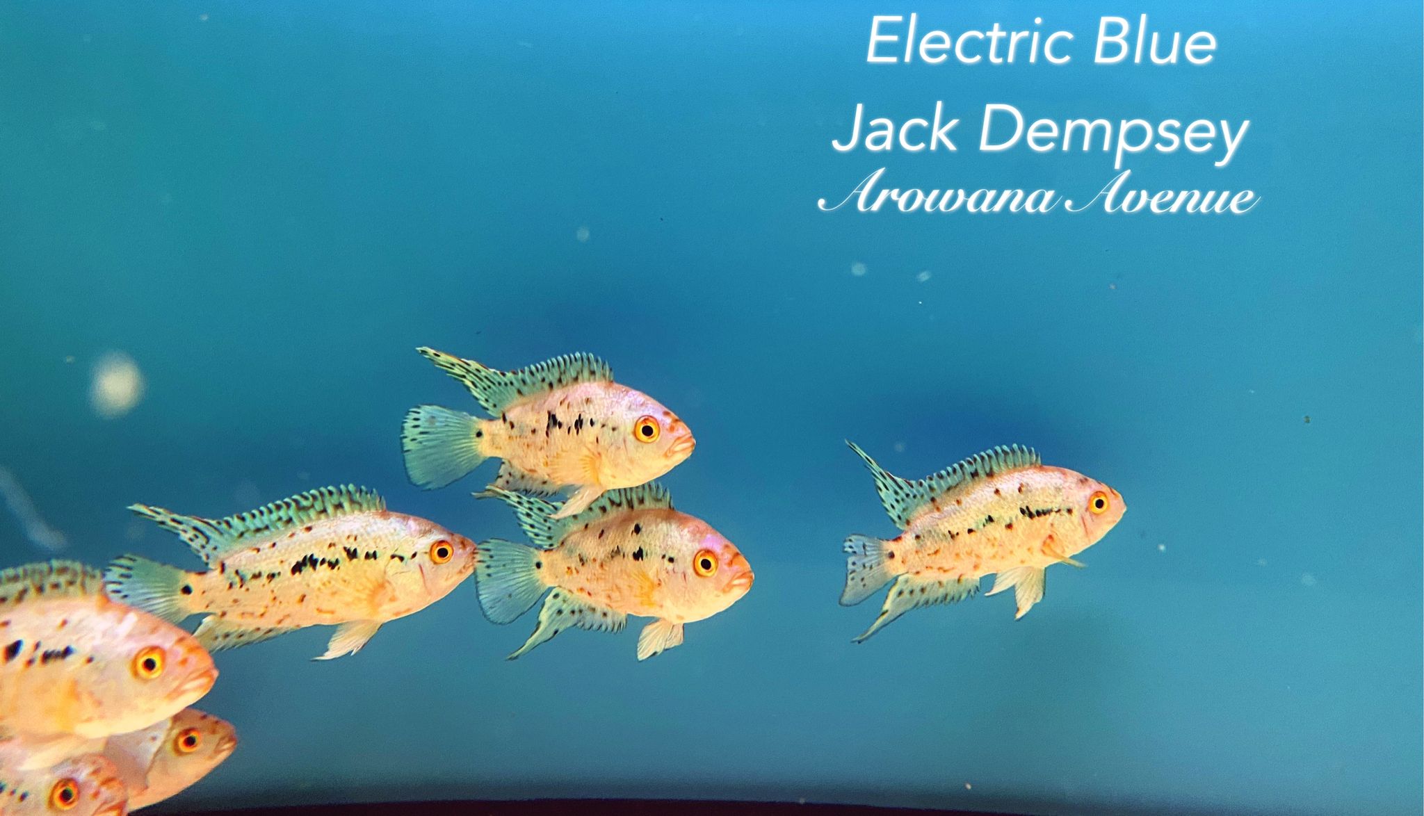 Electric Blue Jack Dempsey