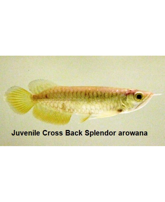 Juvenile Cross Back Splendor <em>arowana</em> (AA grade) @ +/-15cm size