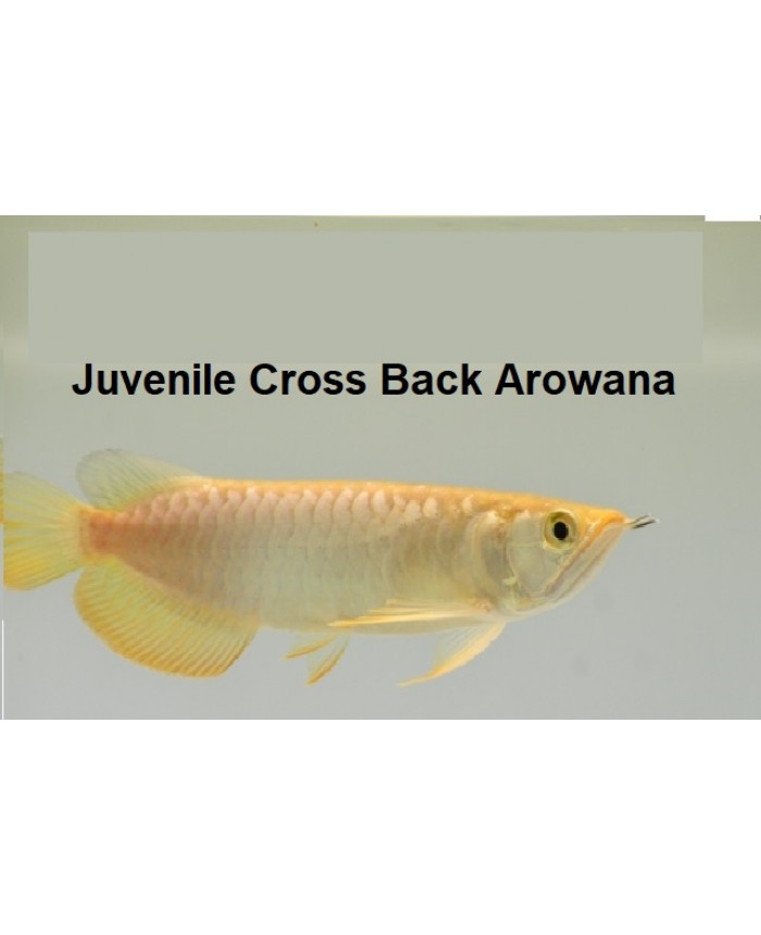 Juvenile Cross Back <em>arowana</em> (A grade) @ +/-12cm size