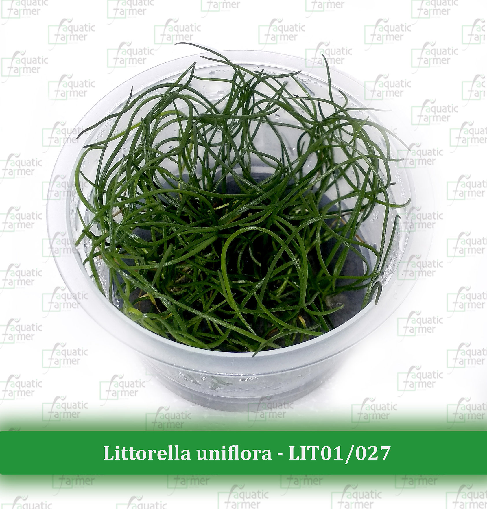 Buy Aquatic Farmer Littorella uniflora, Fish & Aquatic Plants Online in