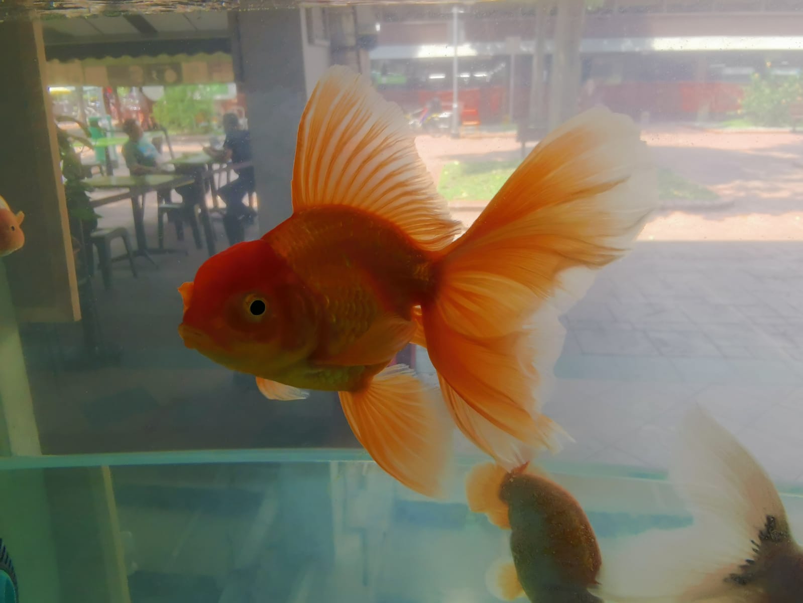 Oranda <em>Goldfish</em>