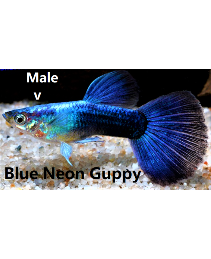 Blue Neon <em>Guppy</em>