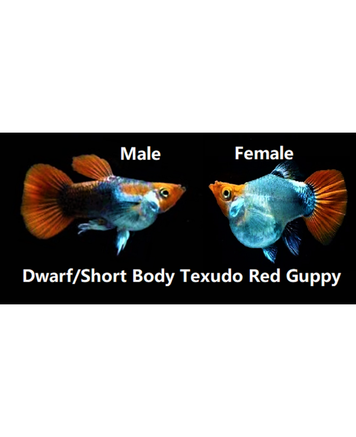 Dwarf/Short Body Tuxedo Red <em>Guppy</em>